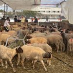 البواري.. تجهيز 565 سوقا لبيع الأضاحي مع تشديد مراقبة الأعلاف والماشية قبل العيد