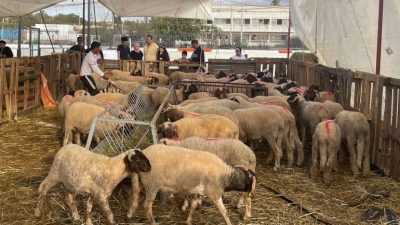 البواري.. تجهيز 565 سوقا لبيع الأضاحي مع تشديد مراقبة الأعلاف والماشية قبل العيد