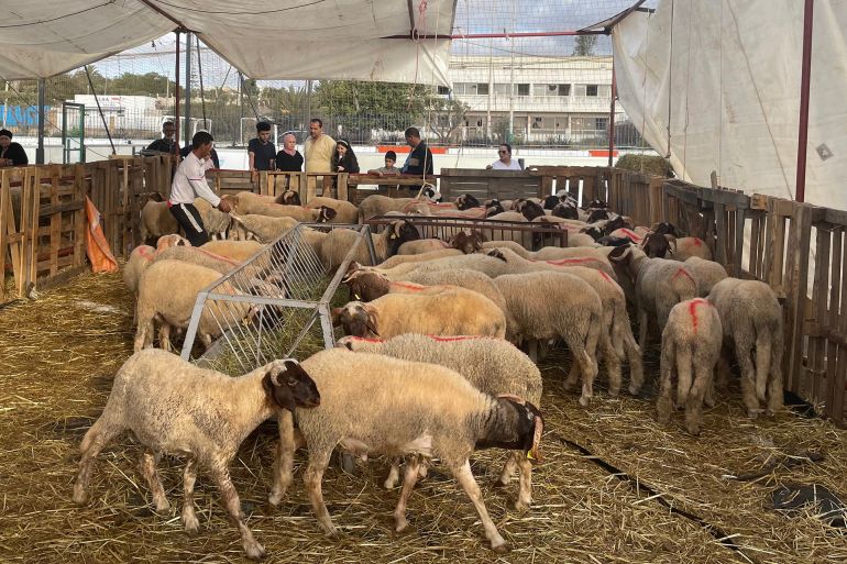 البواري.. تجهيز 565 سوقا لبيع الأضاحي مع تشديد مراقبة الأعلاف والماشية قبل العيد