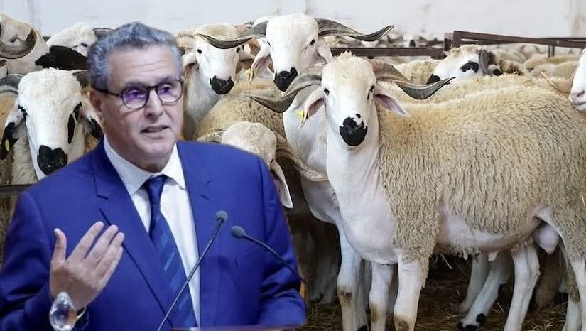 مقال رأي.. الصحفي إسماعيل عزام يكتب "الفراقشية نهبو البلاد"