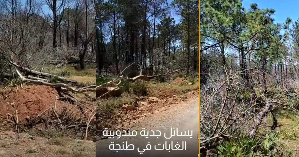 المياه والغابات بطنجة تنظم مسرحية سنوية رديئة الإخراج مع بداية كل صيف