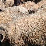 رغم وفرة العرض.. غلاء الأضاحي يثير استغراب المغاربة قبل عيد الأضحى