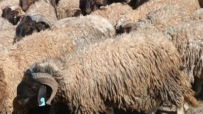 رغم وفرة العرض.. غلاء الأضاحي يثير استغراب المغاربة قبل عيد الأضحى