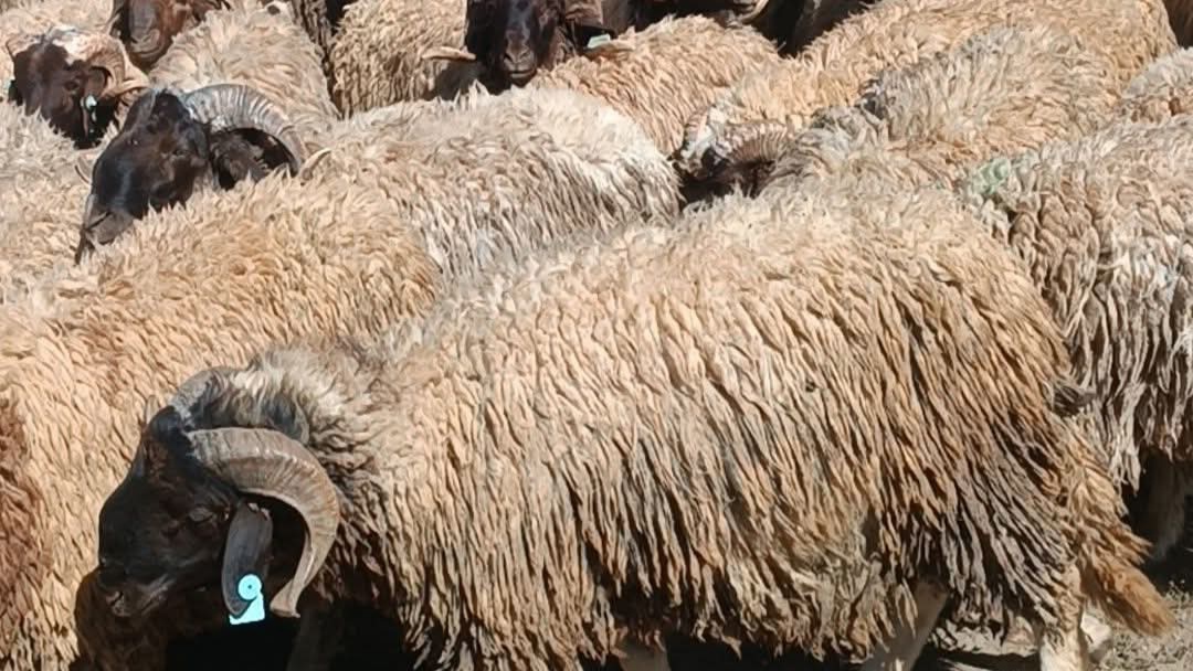 رغم وفرة العرض.. غلاء الأضاحي يثير استغراب المغاربة قبل عيد الأضحى