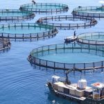 المركز الجهوي للاستثمار بمراكش آسفي ينظم منتدى الاستثمار في تربية الأحياء المائية البحرية