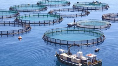 المركز الجهوي للاستثمار بمراكش آسفي ينظم منتدى الاستثمار في تربية الأحياء المائية البحرية