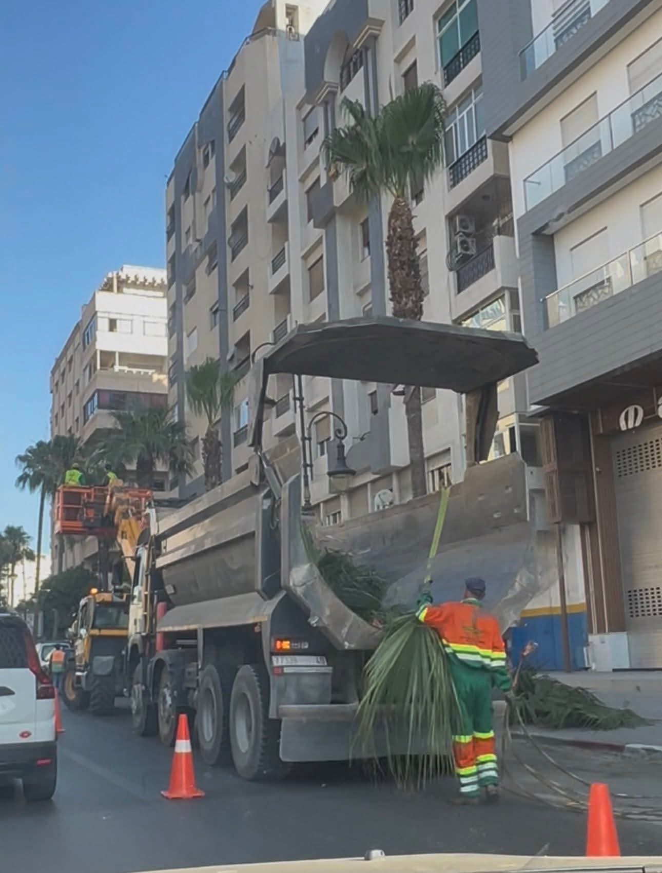 تقليم سعف النخيل بأحد شوارع طنجة
