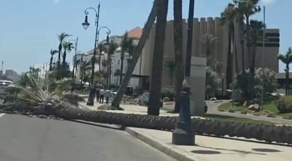 الشرقي يعري مخططات التشجير بطنجة.. والإعلامي سعيد قدري ينتقد العشوائية في اختيار الأشجار