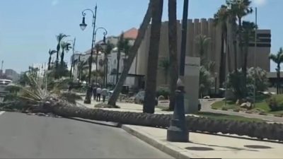 الشرقي يعري مخططات التشجير بطنجة.. والإعلامي سعيد قدري ينتقد العشوائية في اختيار الأشجار