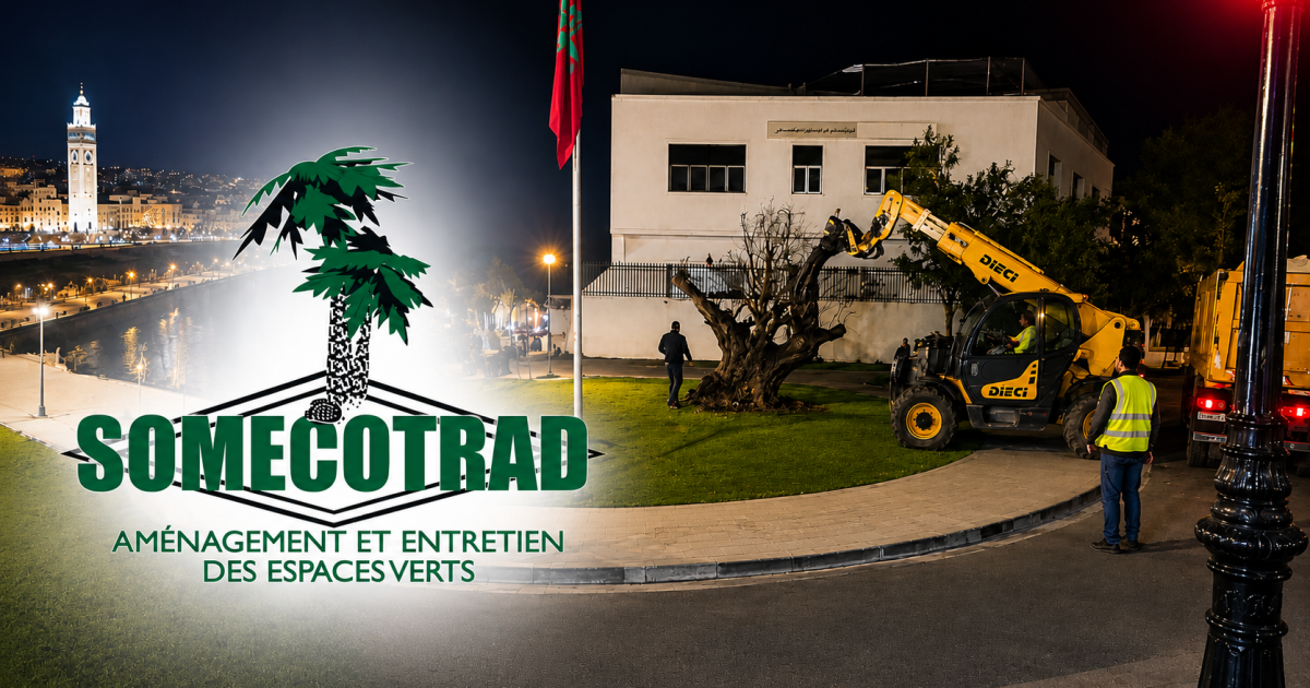 اقتلاع شجرة زيتون ليلا يضع صوميكوتراد في دائرة المساءلة بطنجة
