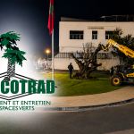 اقتلاع شجرة زيتون ليلا يضع صوميكوتراد في دائرة المساءلة بطنجة