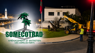 اقتلاع شجرة زيتون ليلا يضع صوميكوتراد في دائرة المساءلة بطنجة