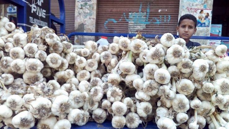 قرارات جديدة بشأن مادة الثوم.. وزارة الفلاحة تعلن تدابير جديدة